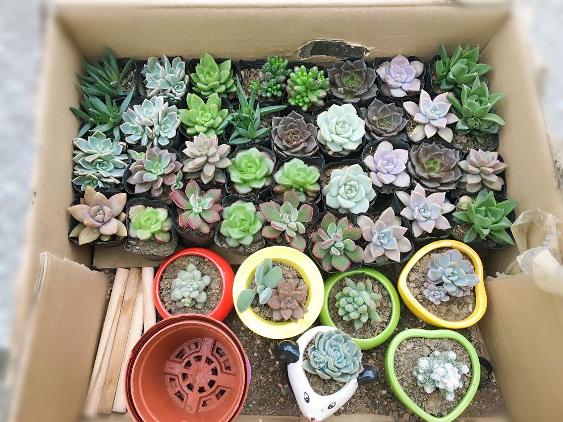 工作人员收集的绿植